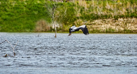 Blue Heron